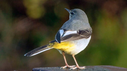 Grey Wagtail bird